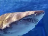 يعنى إيه قرش ميجالودون؟ وماذا قالت عنه الدراسات الحديثة؟