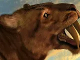 Saber-Toothed Cats Were Crippled by Inbreeding and Bone Disease Before Extinction