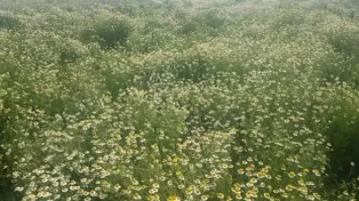 علماء صينيون النباتات استعمرت اليابسة منذ 440 مليون عام