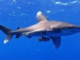 كيف غيرت الطائرات بدون طيار نظرتنا لأسماك القرش؟