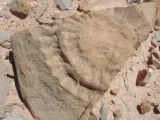 اكتشاف سحلية مجنحة من عصور ما قبل التاريخ فى تشيلى